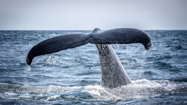 tail of a whale in sea