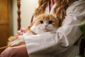 person in a white shirt holding an orange and white cat